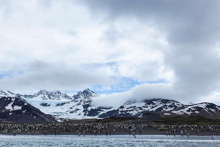 King Penguin colony at St. Andrews Bay, South Georgia
