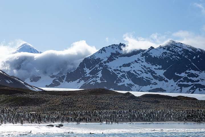 King Penguin colony at St. Andrews Bay, South Georgia