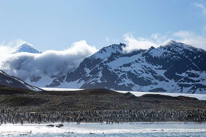 King Penguin colony at St. Andrews Bay