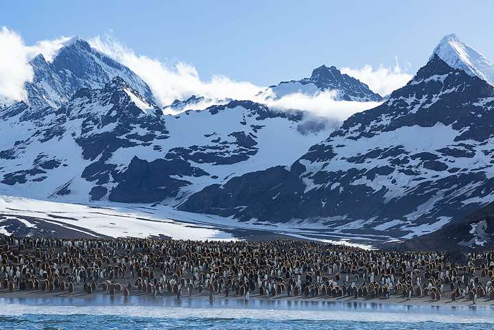 King Penguin colony at St. Andrews Bay, South Georgia