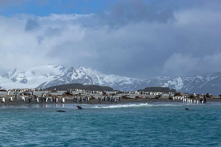 King Penguins and Antarctic Fur Seals on the beach, Salisbury Plain, South Georgia