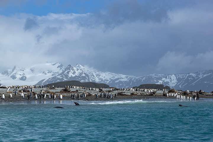 King Penguins (Aptenodytes patagonicus) and Antarctic Fur Seals (Arctocephalus gazella) on the beach, Salisbury Plain
