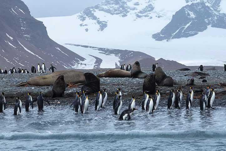King Penguins (Aptenodytes patagonicus) and Antarctic Fur Seals (Arctocephalus gazella) on the beach, Salisbury Plain, South Georgia
