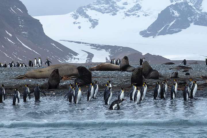 King Penguins (Aptenodytes patagonicus) and Antarctic Fur Seals (Arctocephalus gazella) on the beach, Salisbury Plain