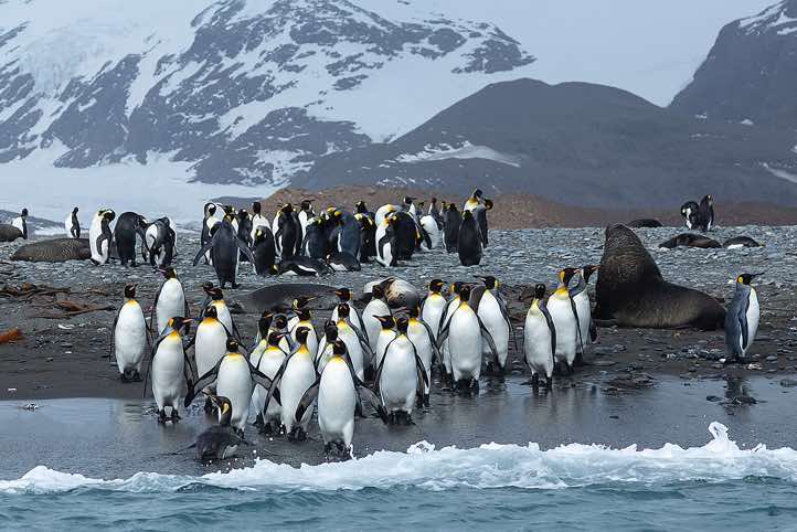 King Penguins (Aptenodytes patagonicus) on the beach, Salisbury Plain, South Georgia