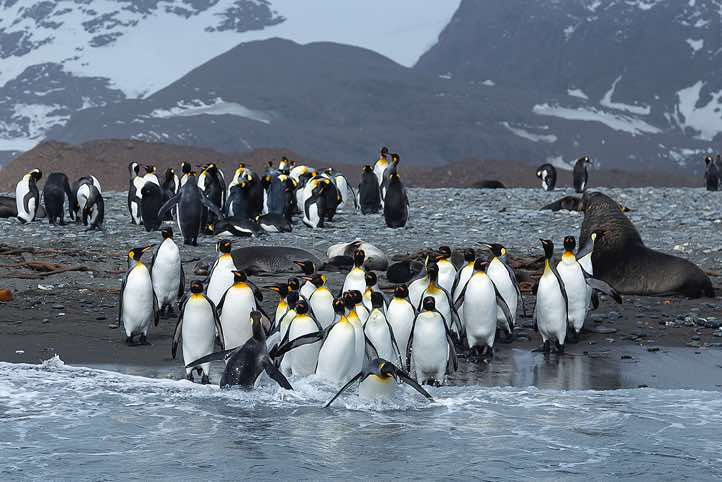 King Penguins (Aptenodytes patagonicus) on the beach, Salisbury Plain, South Georgia