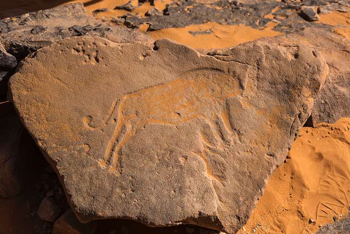Rock engraving of a lion, Neolithic rock art, Ouan Tikal, Tadrart region, Tassili n ́Ajjer National Park, Sahara, North Africa