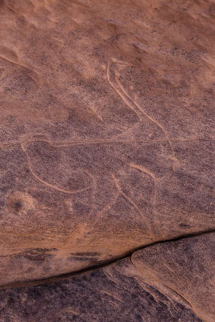 Rock engraving of an ostrich, Neolithic rock art, Tadrart region, Tassili n ́Ajjer National Park, Sahara, North Africa
