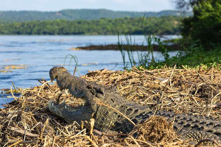 Nile Crocodile (Crocodylus niloticus), Victoria Nile