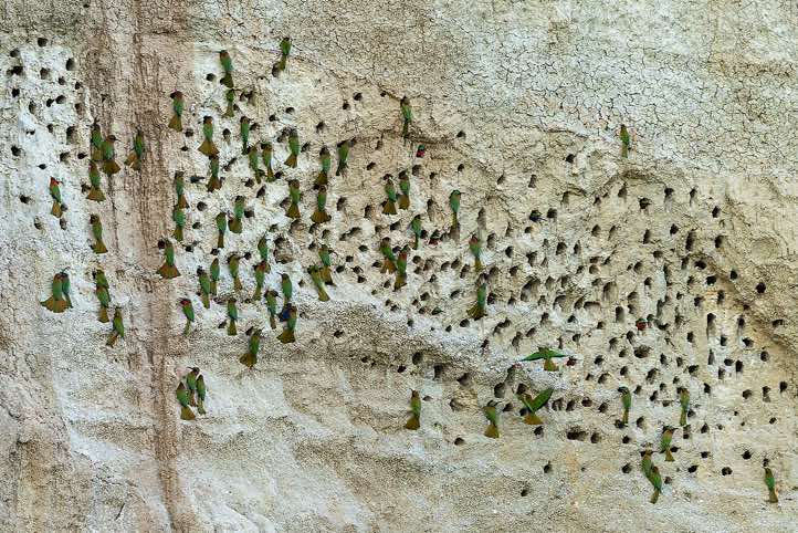 Colony of Red-throated Bee-eaters in their burrows on a clay wall, Victoria Nile