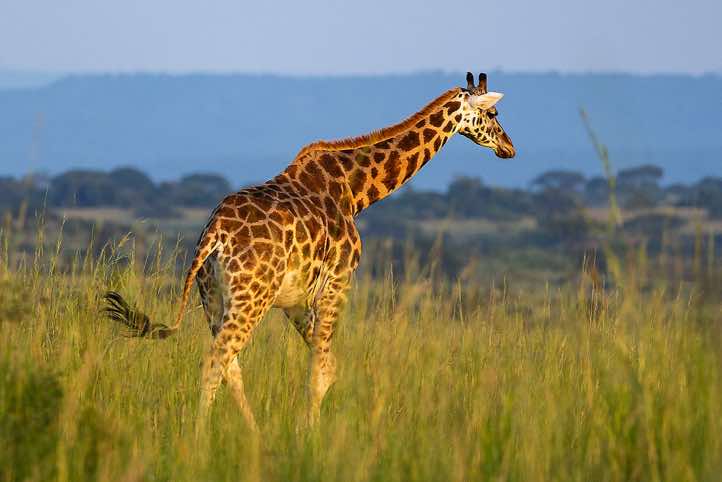 Rothschild's Giraffe (Giraffa camelopardalis rothschildi), Murchison Falls National Park
