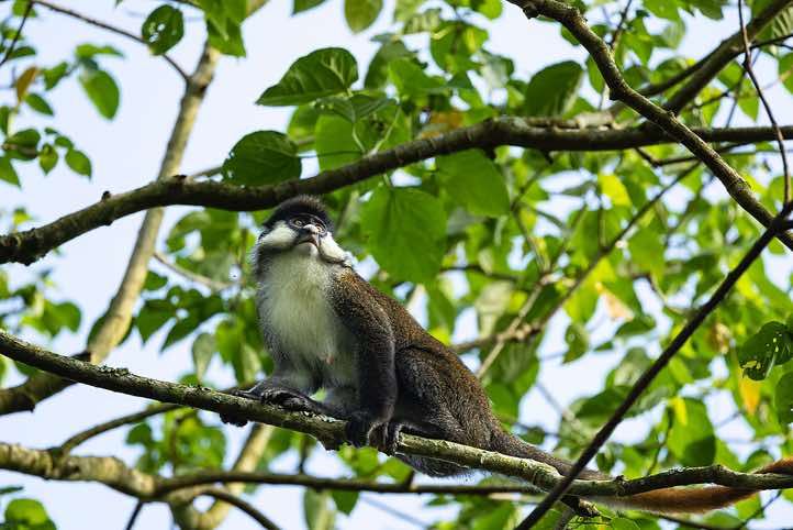 Red-tailed Monkey (Cercopithecus ascanius)