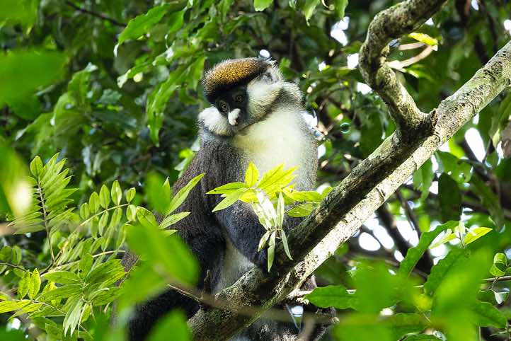 Red-tailed Monkey (Cercopithecus ascanius)