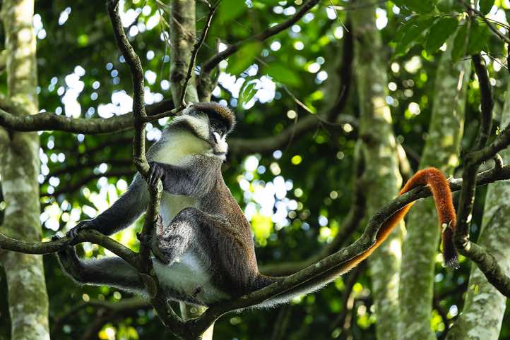 Red-tailed Monkey (Cercopithecus ascanius)