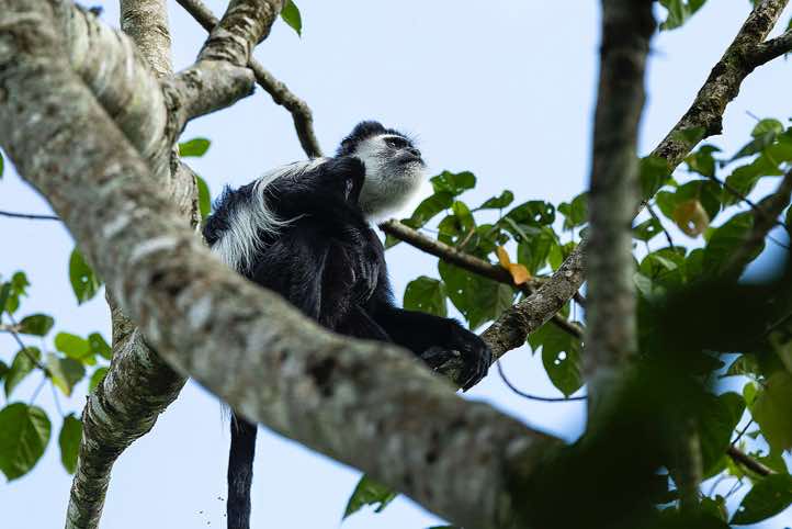 Mantled Guereza (Colobus guereza)