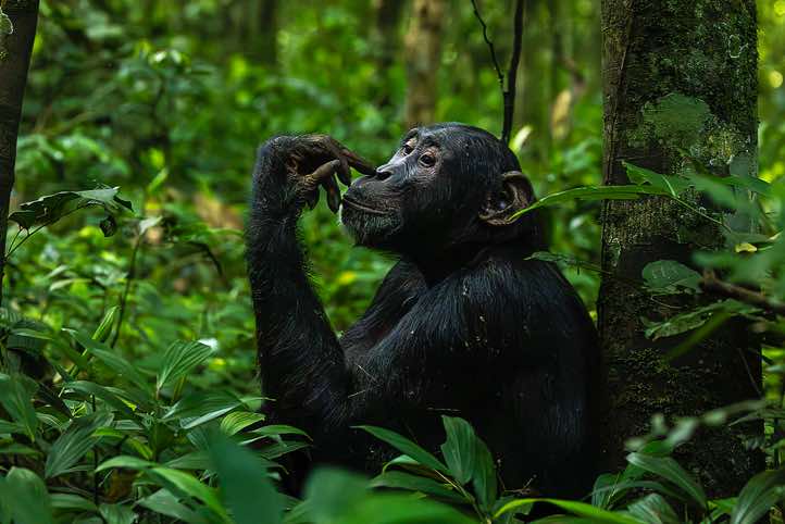 Eastern Chimpanzee (Pan troglodytes schweinfurthii), Kibale National Park