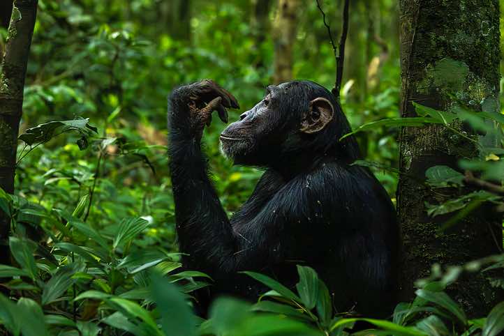 Eastern Chimpanzee (Pan troglodytes schweinfurthii), Kibale National Park