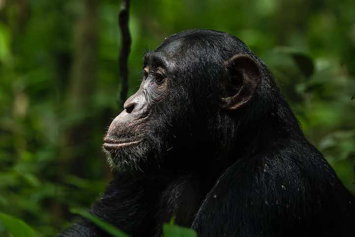 Eastern Chimpanzee (Pan troglodytes schweinfurthii), Kibale National Park