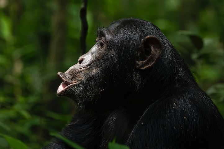 Eastern Chimpanzee (Pan troglodytes schweinfurthii), Kibale National Park