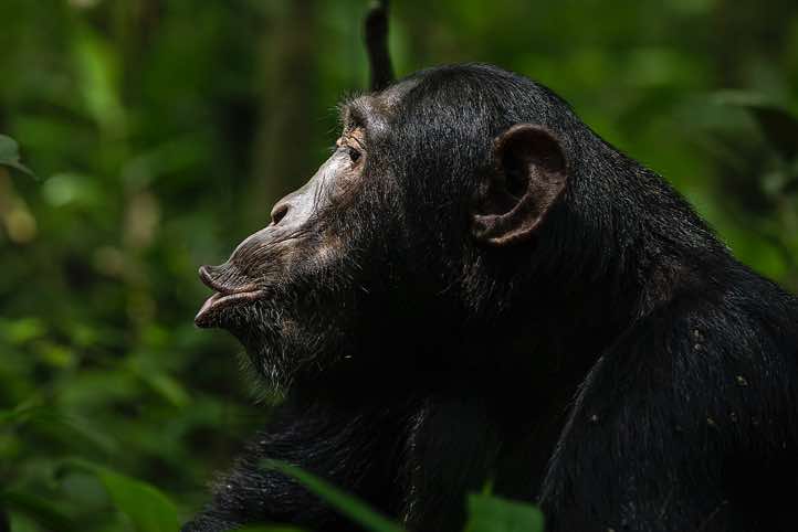 Eastern Chimpanzee (Pan troglodytes schweinfurthii), Kibale National Park