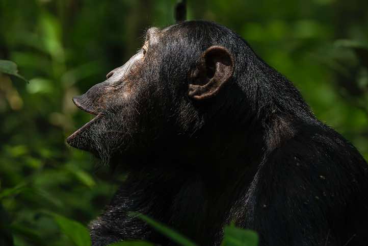 Eastern Chimpanzee (Pan troglodytes schweinfurthii), Kibale National Park