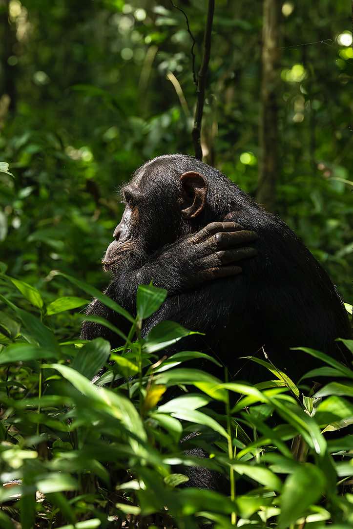 Eastern Chimpanzee (Pan troglodytes schweinfurthii), Kibale National Park