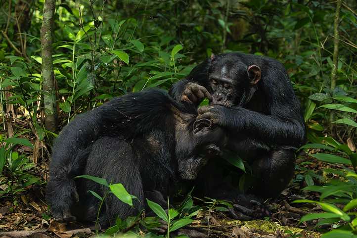 Eastern Chimpanzee (Pan troglodytes schweinfurthii), Kibale National Park