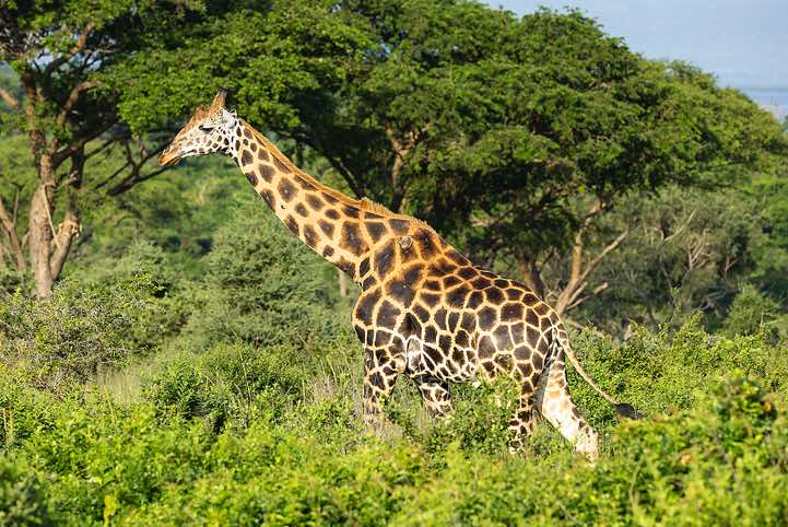 Rothschild's Giraffe (Giraffa camelopardalis rothschildi), Murchison Falls National Park