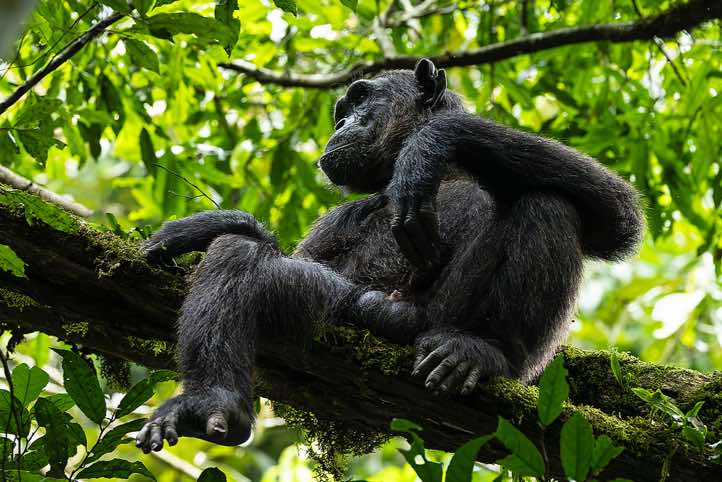 Eastern Chimpanzee (Pan troglodytes schweinfurthii), Kibale National Park
