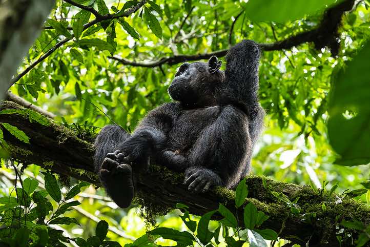 Eastern Chimpanzee (Pan troglodytes schweinfurthii), Kibale National Park