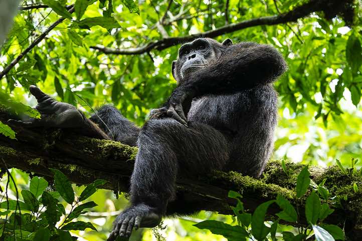 Eastern Chimpanzee (Pan troglodytes schweinfurthii), Kibale National Park