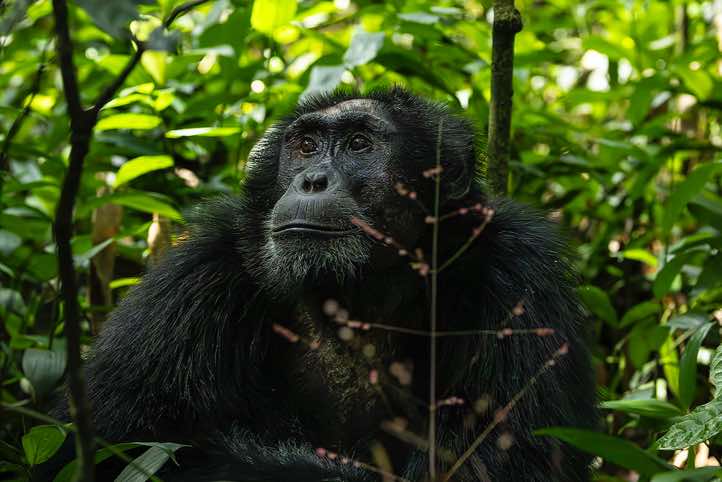 Eastern Chimpanzee (Pan troglodytes schweinfurthii), Kibale National Park