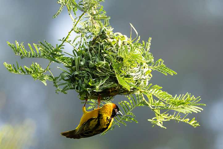Nest building Southern Masked-Weaver (Ploceus velatus)