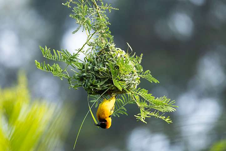 Nest building Southern Masked-Weaver (Ploceus velatus), Kabarole district, Fort Portal 