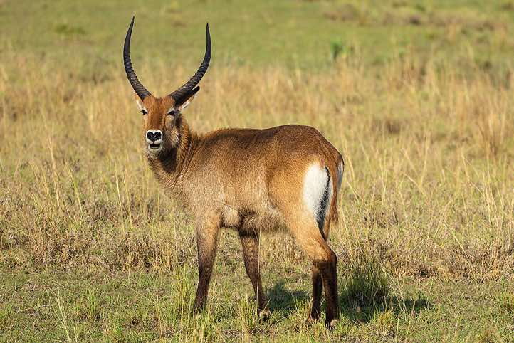 Male Waterbuck (Kobus ellipsiprymnus), Queen Elizabeth National Park