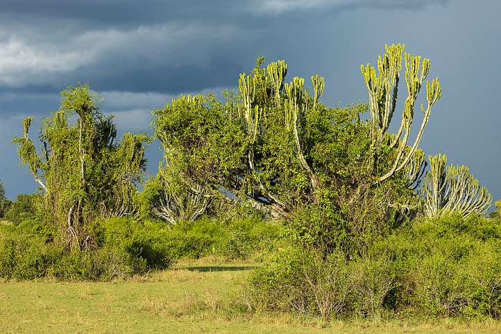 Landscape, Queen Elizabeth National Park