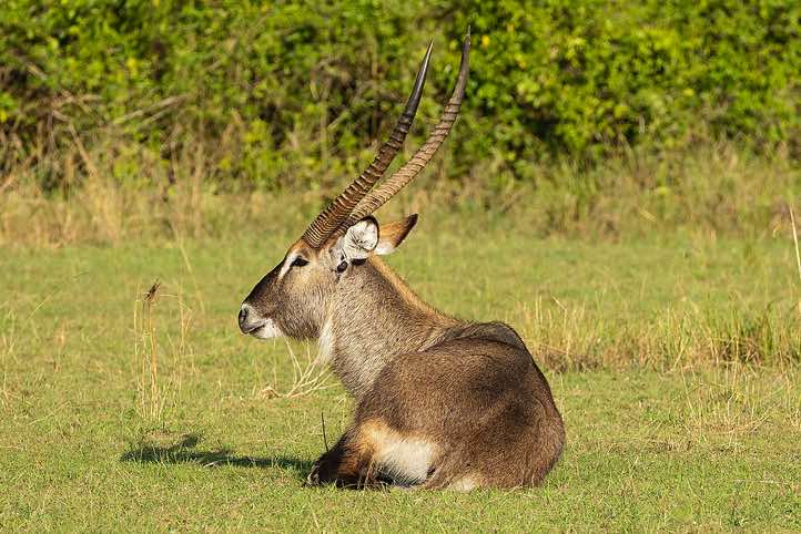 Male Waterbuck (Kobus ellipsiprymnus), Queen Elizabeth National Park