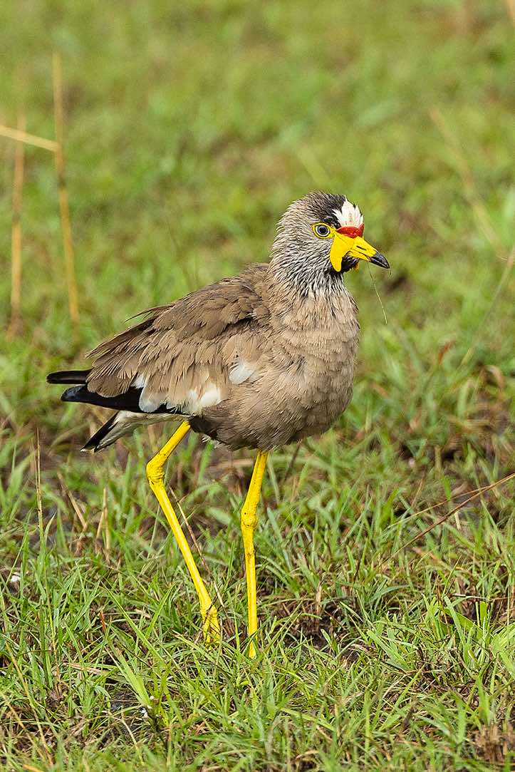 African Wattled Lapwing (Vanellus senegallus), Queen Elizabeth National Park