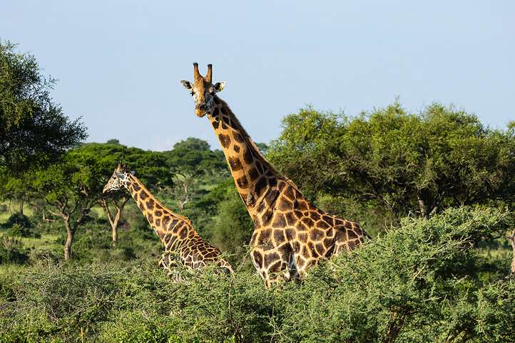 Rothschild's Giraffes (Giraffa camelopardalis rothschildi), Murchison Falls National Park