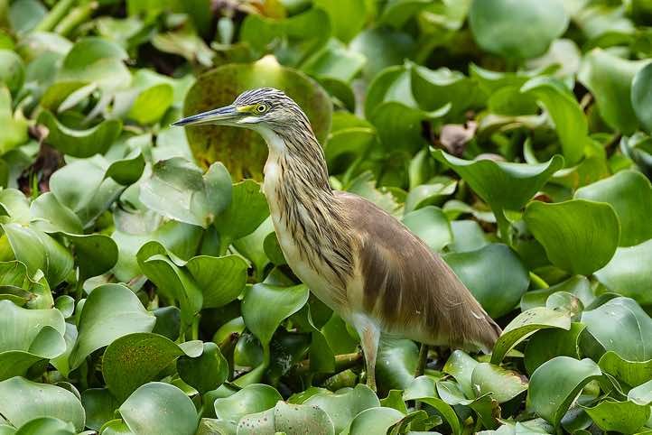 Squacco Heron (Ardeola ralloides), Kazinga Channel, Queen Elizabeth National Park
