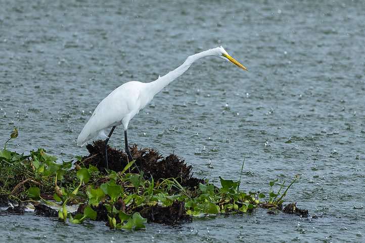 Great Egret (Ardea alba), Kazinga Channel, Queen Elizabeth National Park