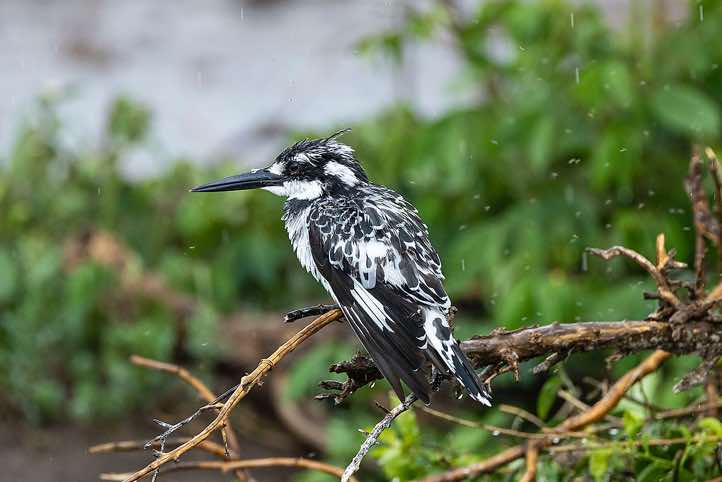 Pied Kingfisher (Ceryle rudis), Kazinga Channel, Queen Elizabeth National Park