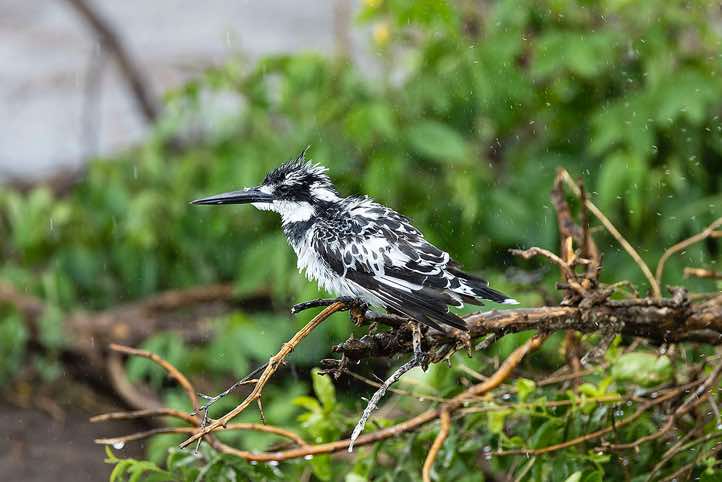 Pied Kingfisher (Ceryle rudis) in the rain, Kazinga Channel, Queen Elizabeth National Park