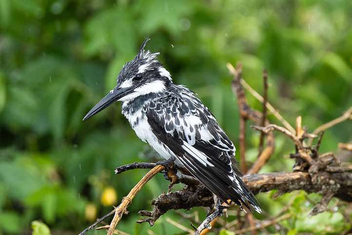 Pied Kingfisher (Ceryle rudis), Kazinga Channel, Queen Elizabeth National Park