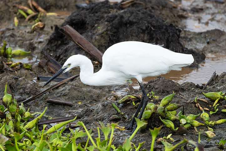 Little Egret (Egretta garzetta), Kazinga Channel, Queen Elizabeth National Park