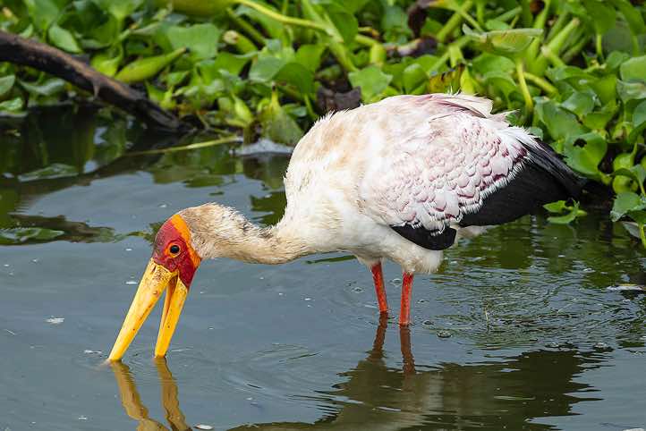 Yellow-billed Stork (Mycteria ibis), Kazinga Channel, Queen Elizabeth National Park