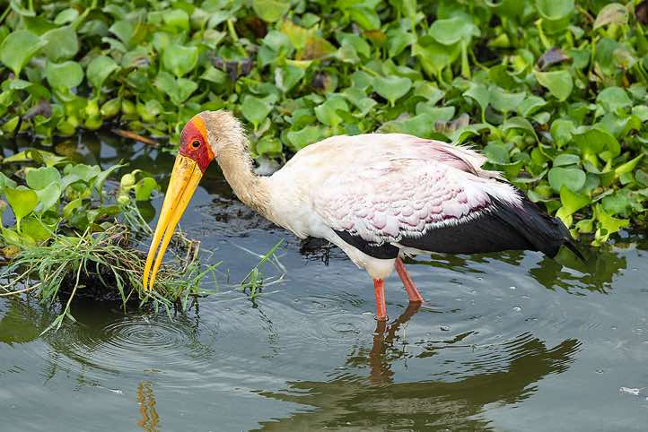 Yellow-billed Stork (Mycteria ibis), Kazinga Channel, Queen Elizabeth National Park