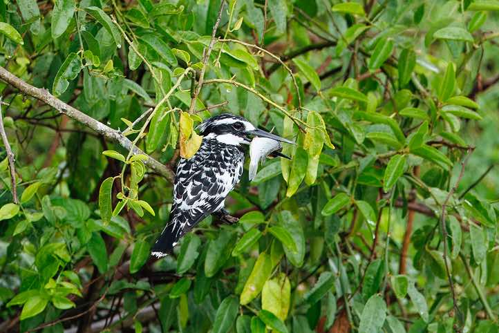 Pied Kingfisher (Ceryle rudis) eating fish, Kazinga Channel, Queen Elizabeth National Park