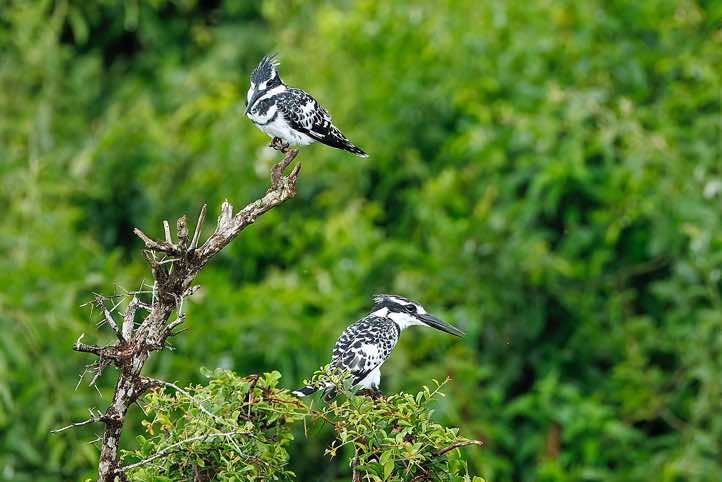 Pair of Pied Kingfisher (Ceryle rudis) eating fish, Kazinga Channel, Queen Elizabeth National Park