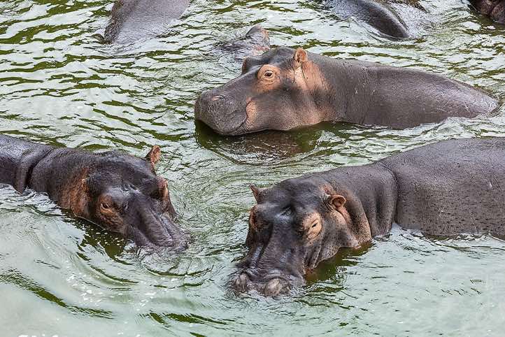 Hippos (Hippopotamus amphibius), Kazinga Channel, Queen Elizabeth National Park